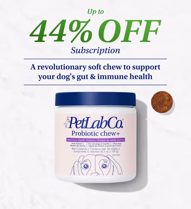 Premium Chocolate pack